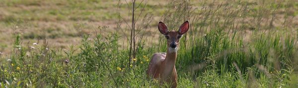 Blue Deer Center