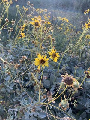 Brittlebush in bloom