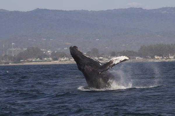 Whale show in Santa Cruz. Anyone like to come sailing with me and find your future ocean front home?