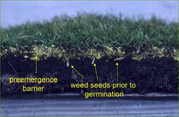 How the pre emergent works