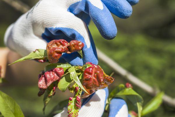 Our certified Arborist Plant Health Care inspections are totally free!