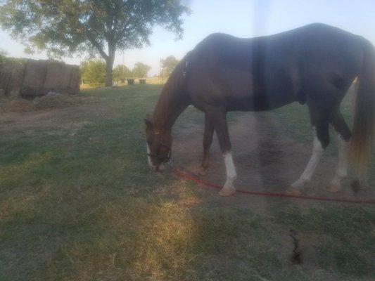 RUSTY, MUNCHING GRASS NEAR THE BARN.