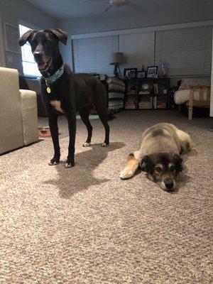 Foster Lucy, left, and my dog Julia, right. Both clients of Wendy's. :)