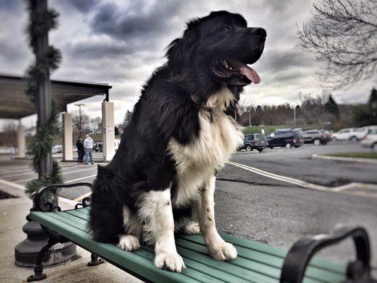 Biff, 10 month old Newfie