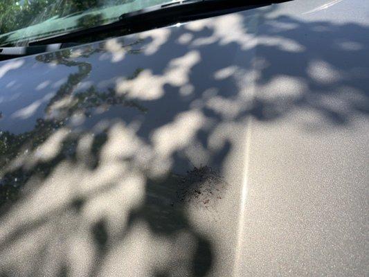 Truck was just washed and looked just as dirty as before. Never took off bird poop.