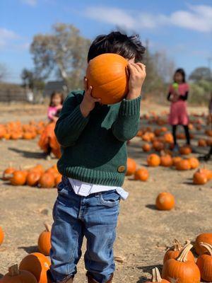 Joan's Farm & Pumpkin Patch