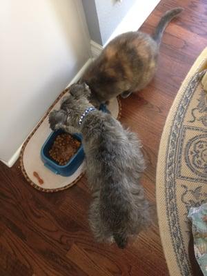 Daisy and Sassy share a drink after playtime!