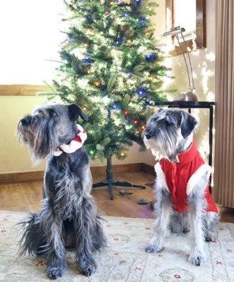 Piper, on the left, has been groomed by Arian since she was a puppy. The breeder is still grooming our puppy, Penny, on the right