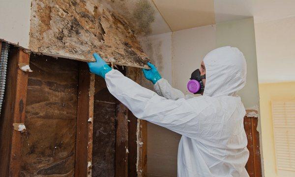 Mold Cleanup Miami