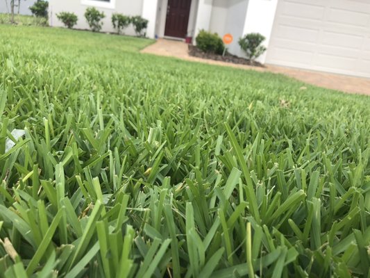 Beautiful St Augustine grass.   We do commercial and residential lawn care,  contact us for a free estimate.