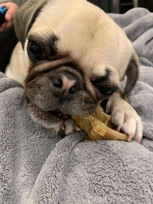 Ellie eating her alligator bone