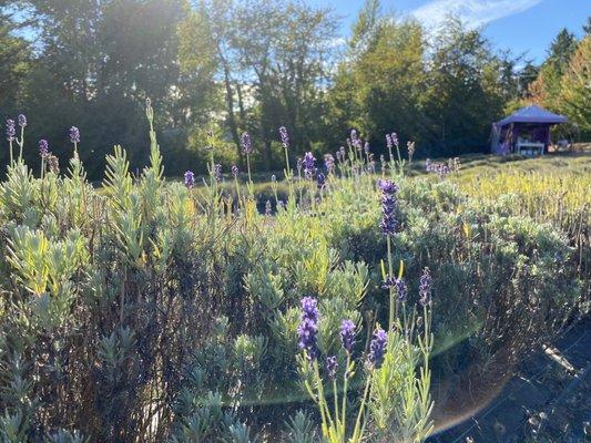 A few late blooms and the little merchandise tent in the distance