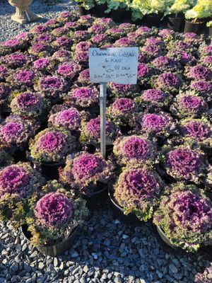 Decorative cabbage