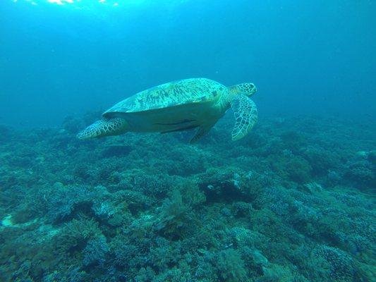 Dive trip to Raja Ampat, Indonesia