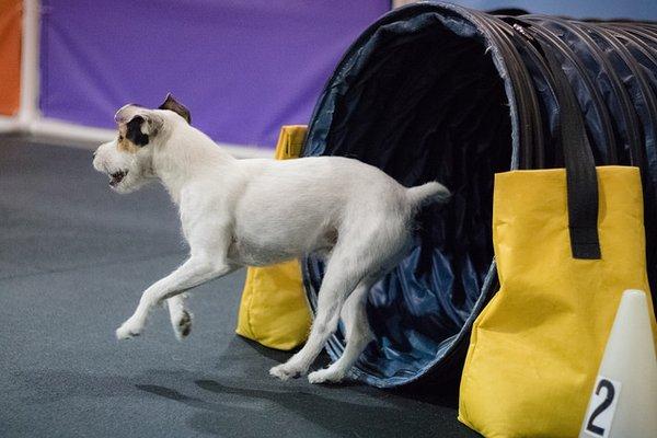 Agility nights are the best nights