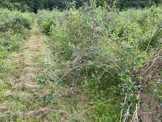 Overloaded Blueberry bushes