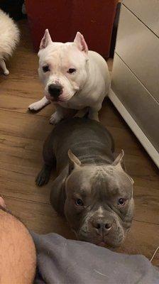 Romeo & Amira American bully's