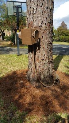 front view Engenius Outdoor WAP Bridge Setup was painted brown to blend in better with the pine tree. Custom network solutions by DAJ MEDIA.