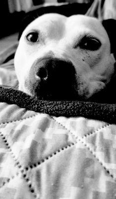 Pitbulls are amazing dogs, loyal to a fault, exploited by terrible people. Give pitties a chance you'll not regret it.