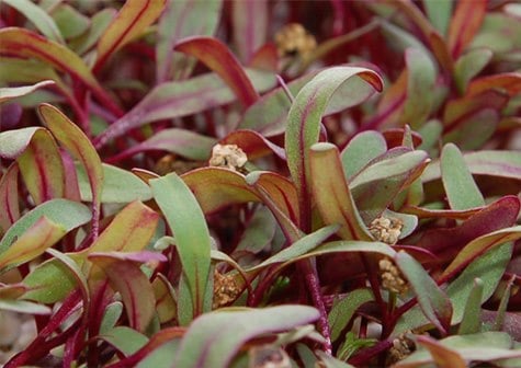 Microgreens look even better up close.