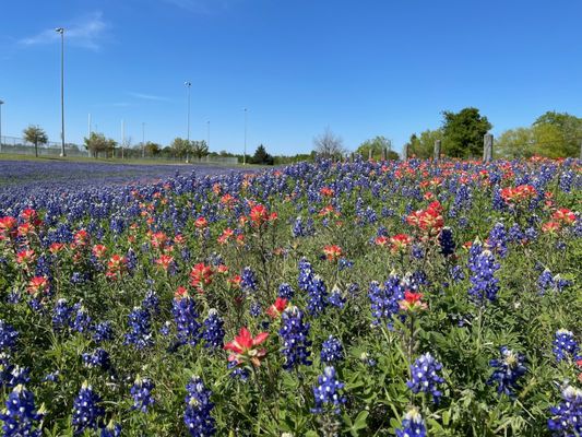 Bluebonnets and Indian Paintbrush in bloom.