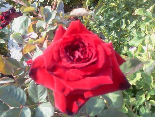 www.a2zfence.com.A Red Rose