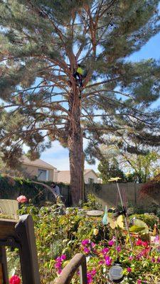 A very tight spot to remove this tree.