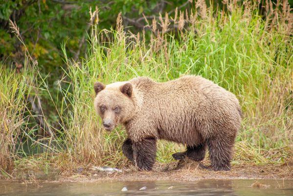 Saw this fluffy bear eating fish out on the river!!