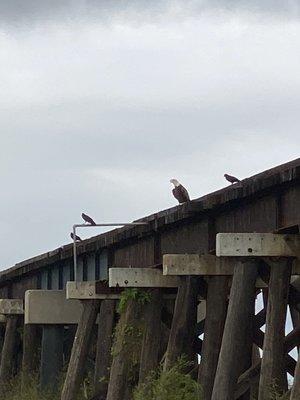 Bald eagle at the Spillway