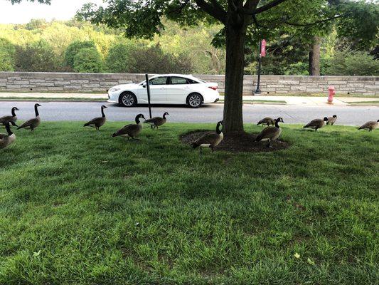 Geese take over 5/18/19