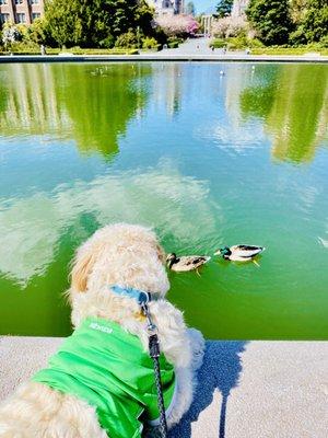 Pup & ducks