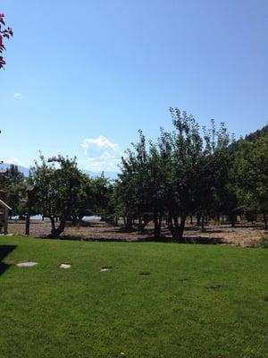 Orchards overlooking Flathead Lake...beautiful!