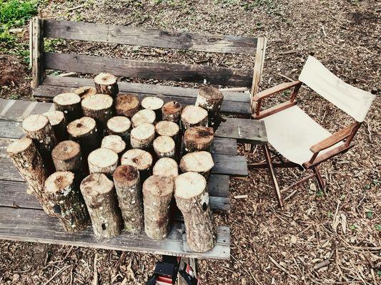 12" Mushroom Logs, All Natural Pre-innoculated  Shiitake, Lions Mane, Reishi