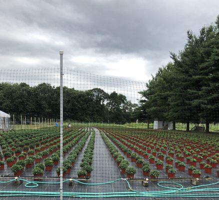 Mums growing for the fall market.