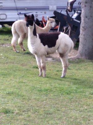 POLLY the alpaca