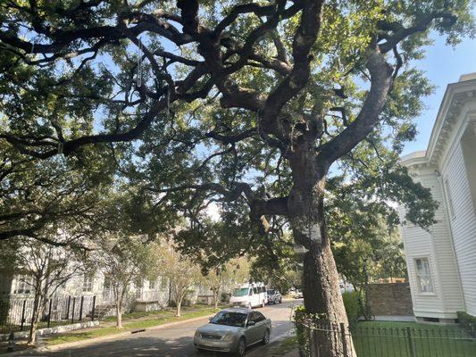 Massive old trees line the streets.