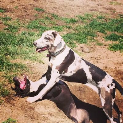 Biscuit is playing with her buddy in the field after a great session with her trainer John