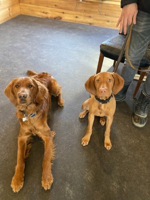 Bear and Vito working hard at Runchkin Hill Day School. Is great to have wonderful pups with great manners.