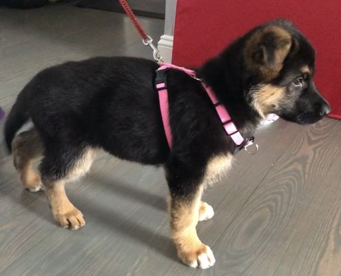 Beautiful 8 week old German Shepard puppy