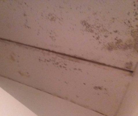 Mold in the bathroom ceiling due to terrible ventilation. Never remediated