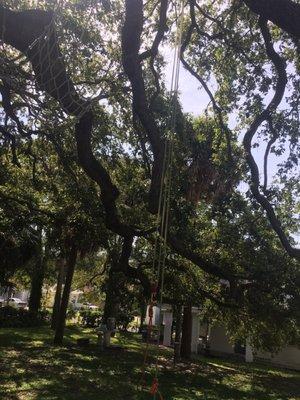 Tree climbing