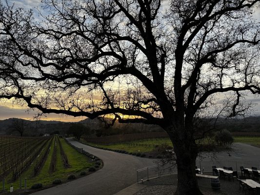 Beautiful central oak at sunset.