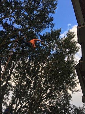 Tree trimming