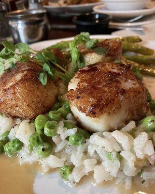 Scallops