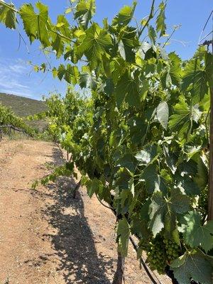 Vines in June