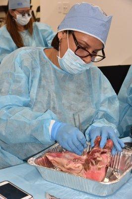 Hands-on Activity - Implant Placement on Pig Jaws