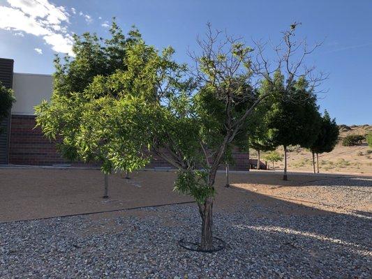 My mom's tree, planted at the library in her memory in 2007. I visit often.