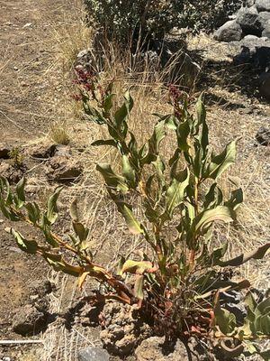 Native plants