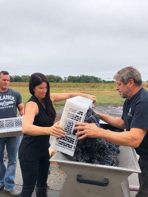 Crushing grapes