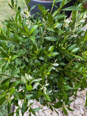 The variegated Dwarf "Radicans" Gardenia! I took this beauty home and I'm so excited to see her grow/glow!